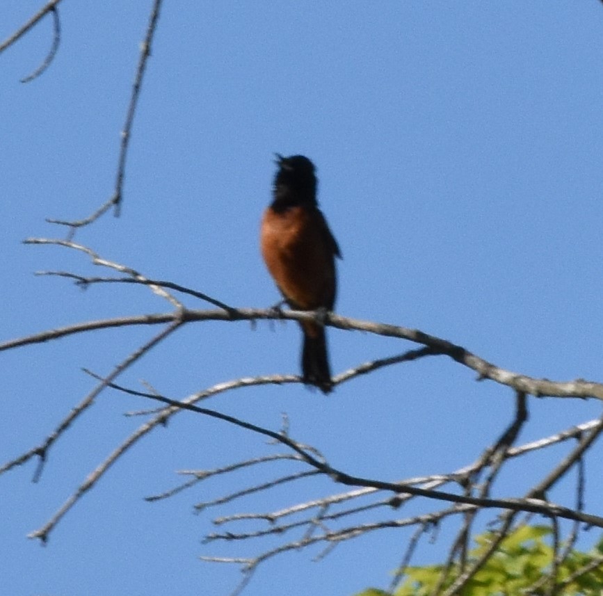 Orchard Oriole - ML620213544