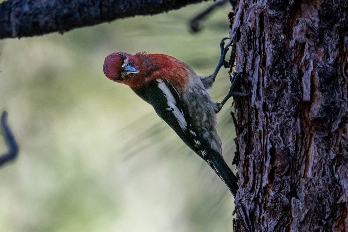 Red-breasted Sapsucker - ML620213550