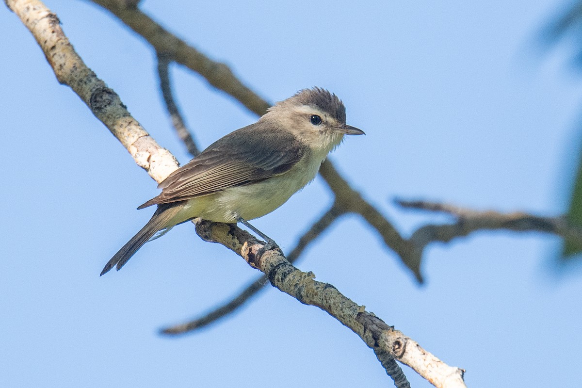 Warbling Vireo - ML620213564