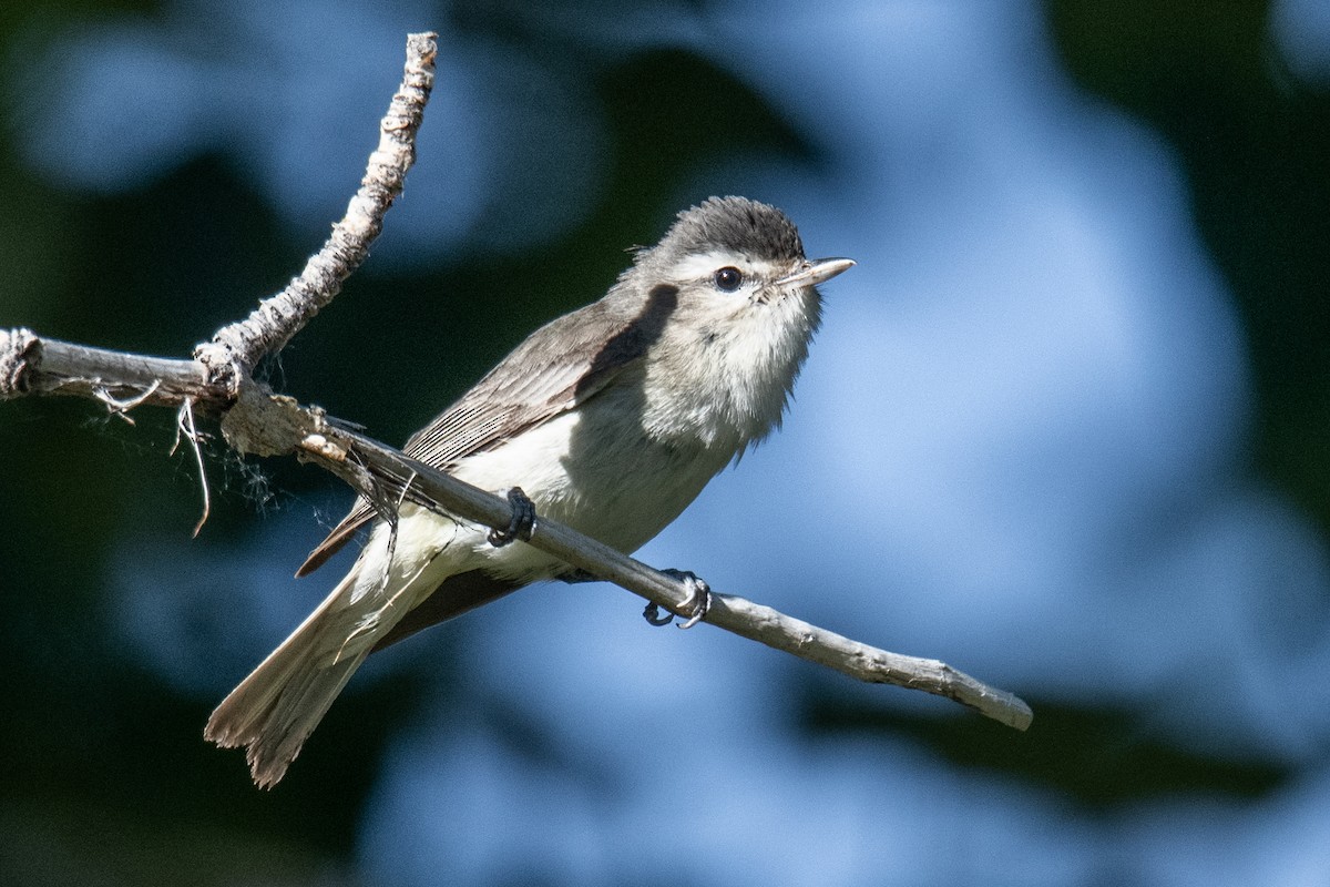 Warbling Vireo - ML620213565