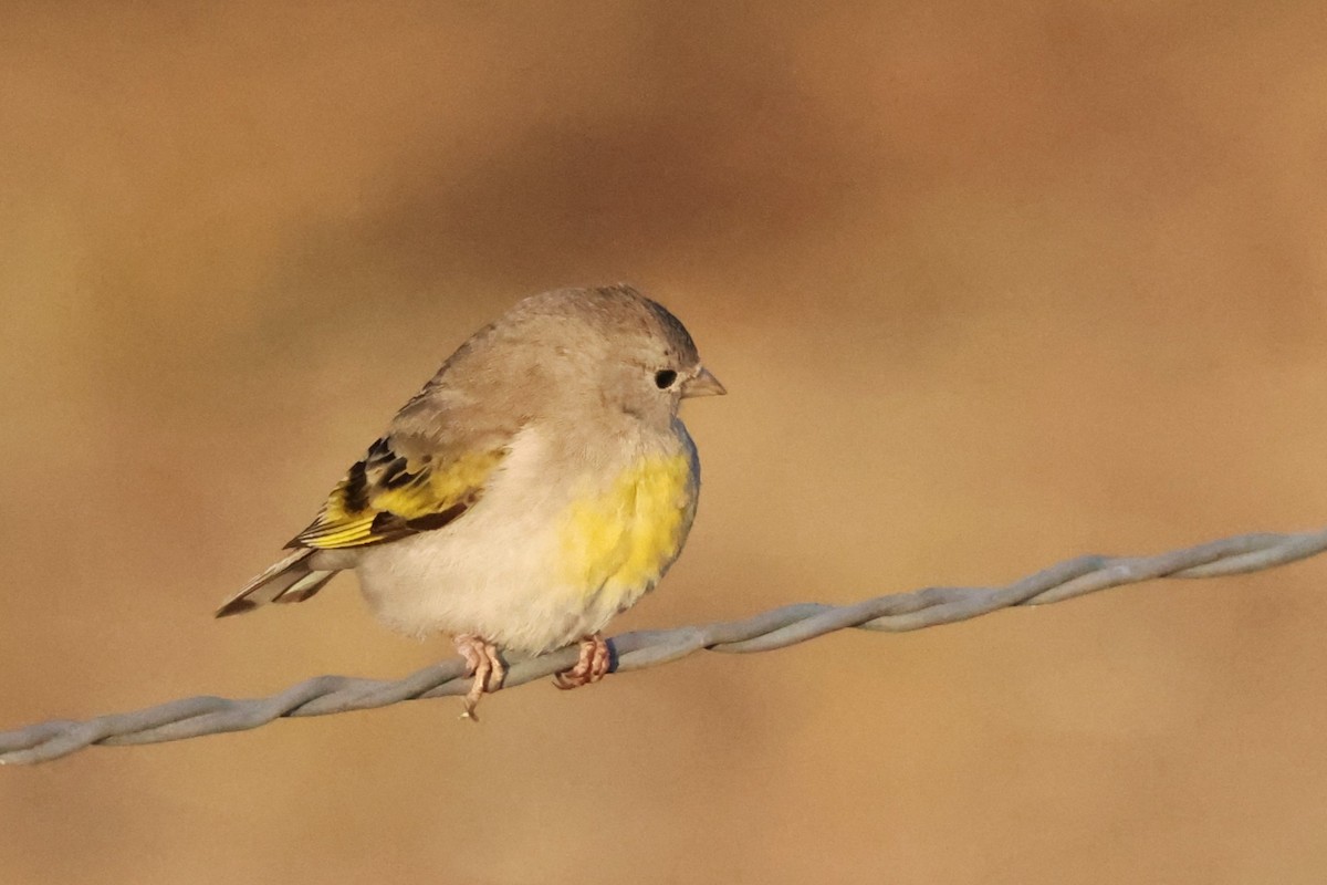 Lawrence's Goldfinch - ML620213569