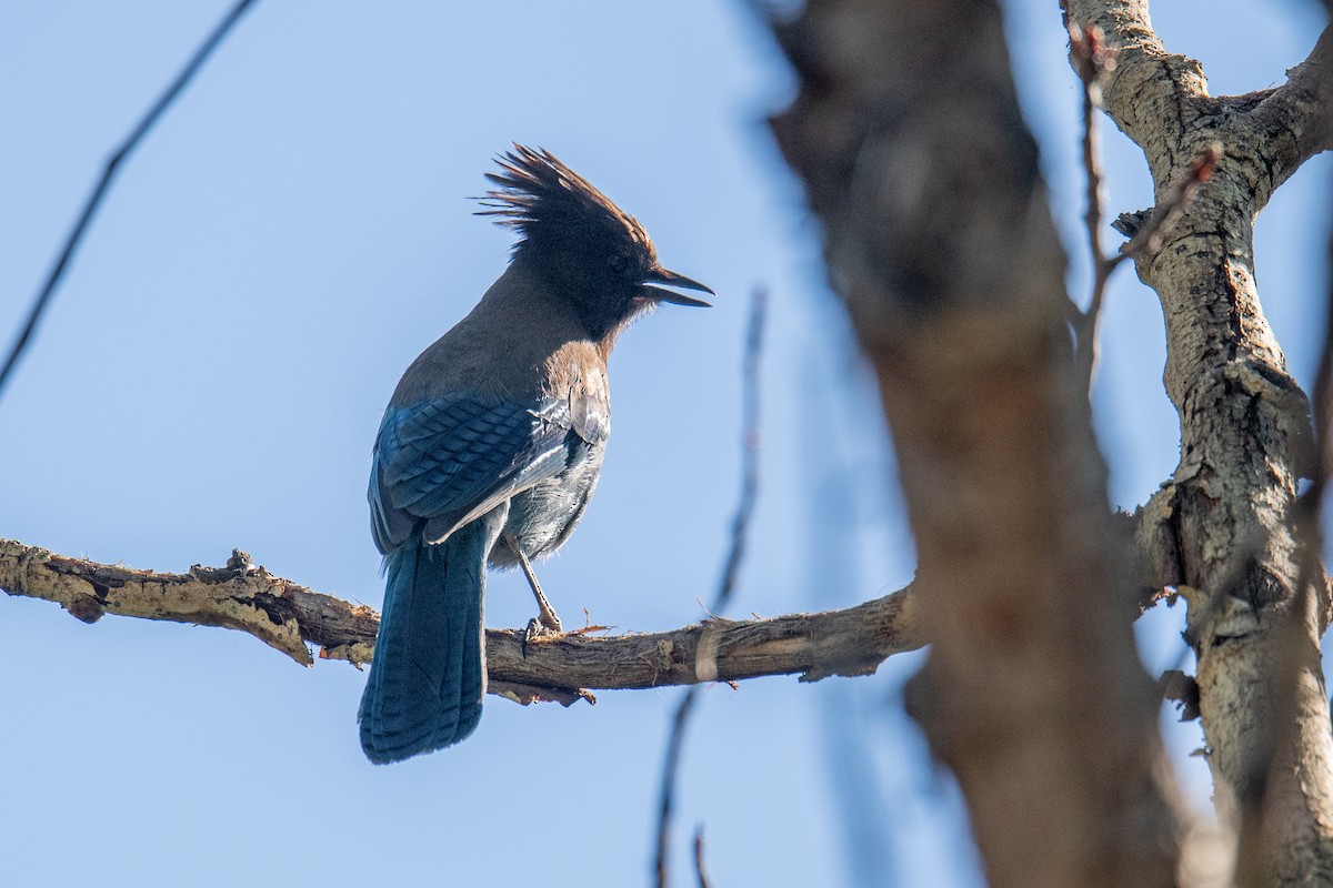 Steller's Jay (Coastal) - ML620213574