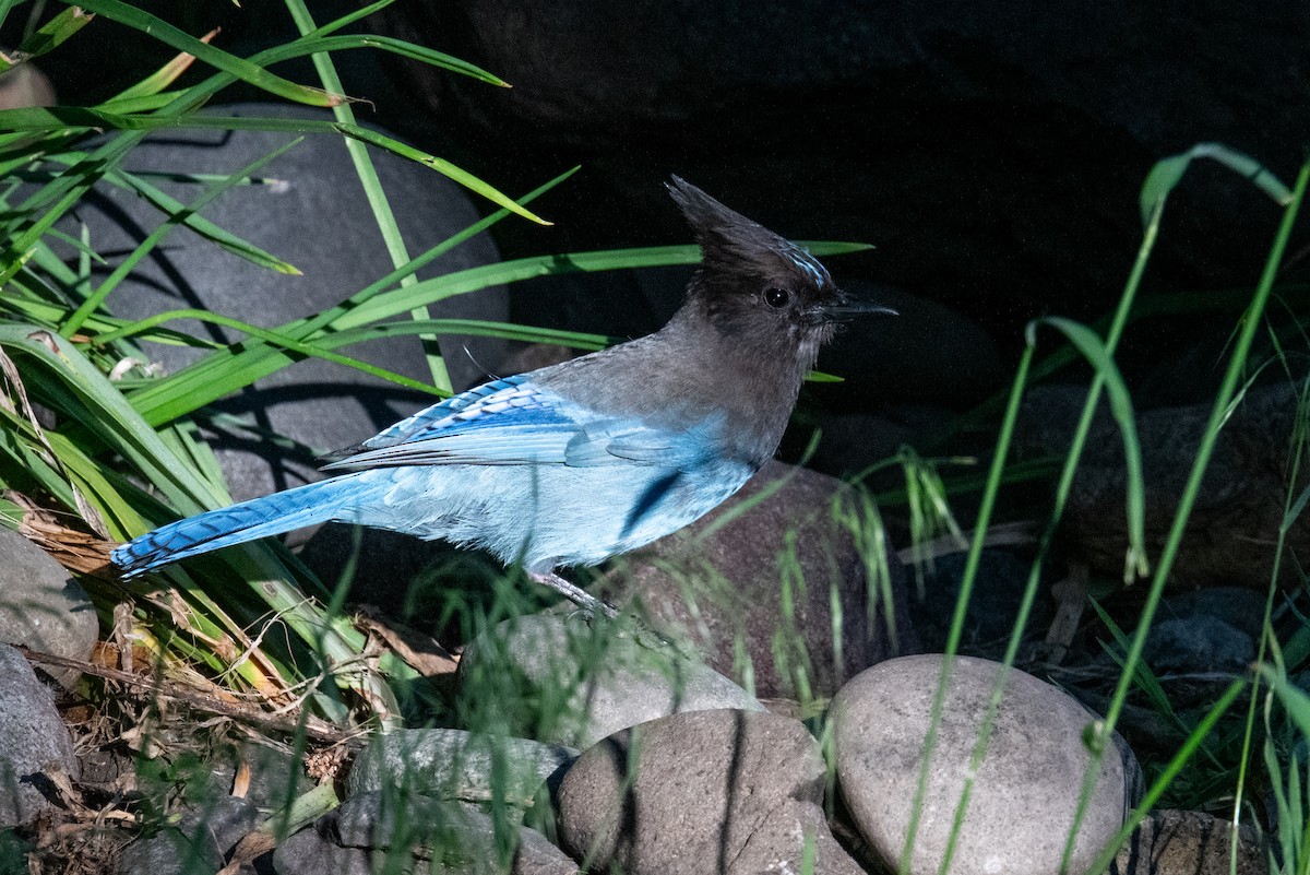 Steller's Jay (Coastal) - ML620213575