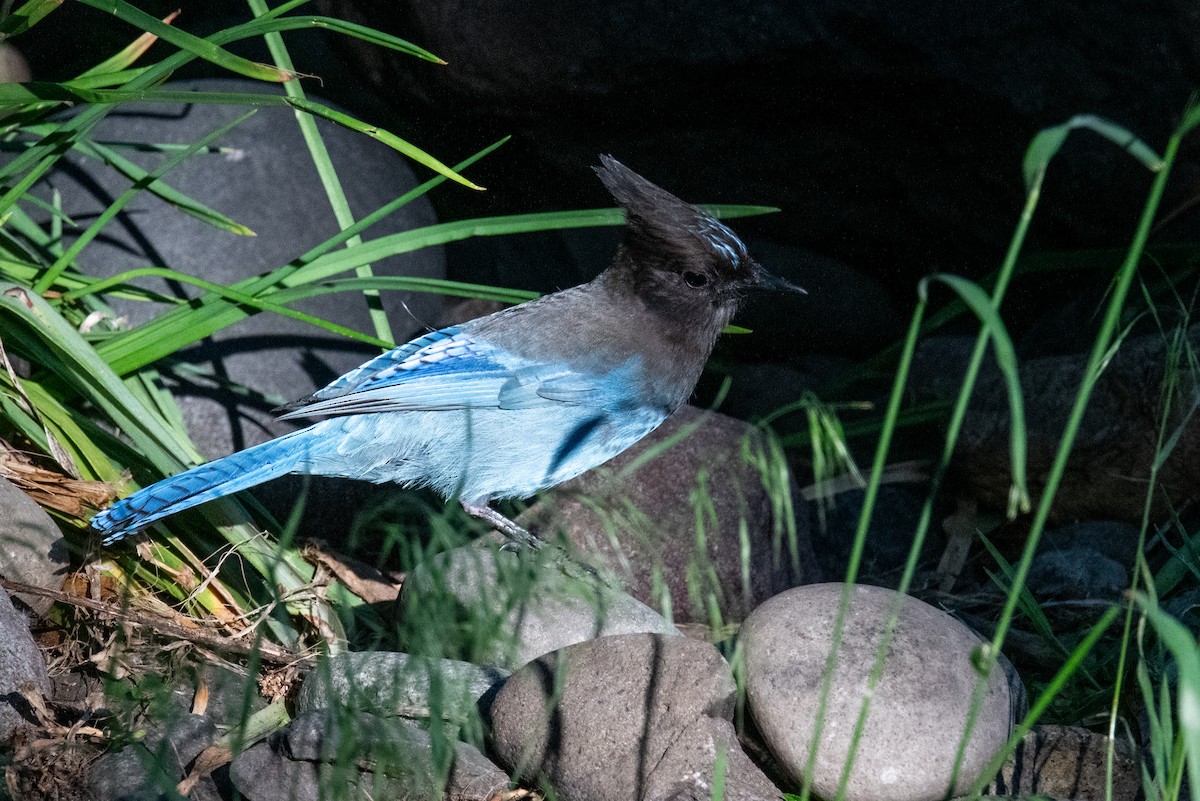 Steller's Jay (Coastal) - ML620213576