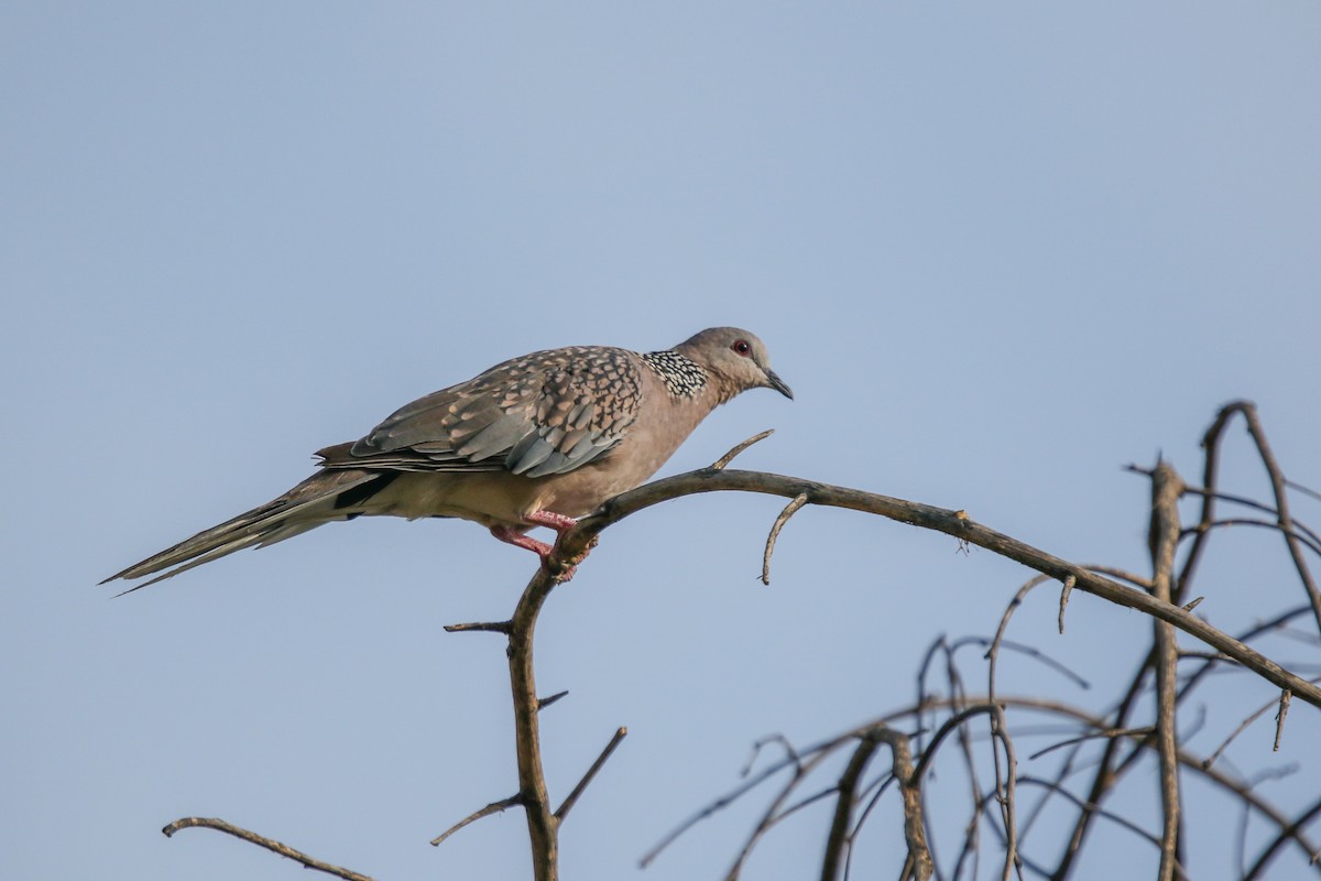 Spotted Dove - ML620213580