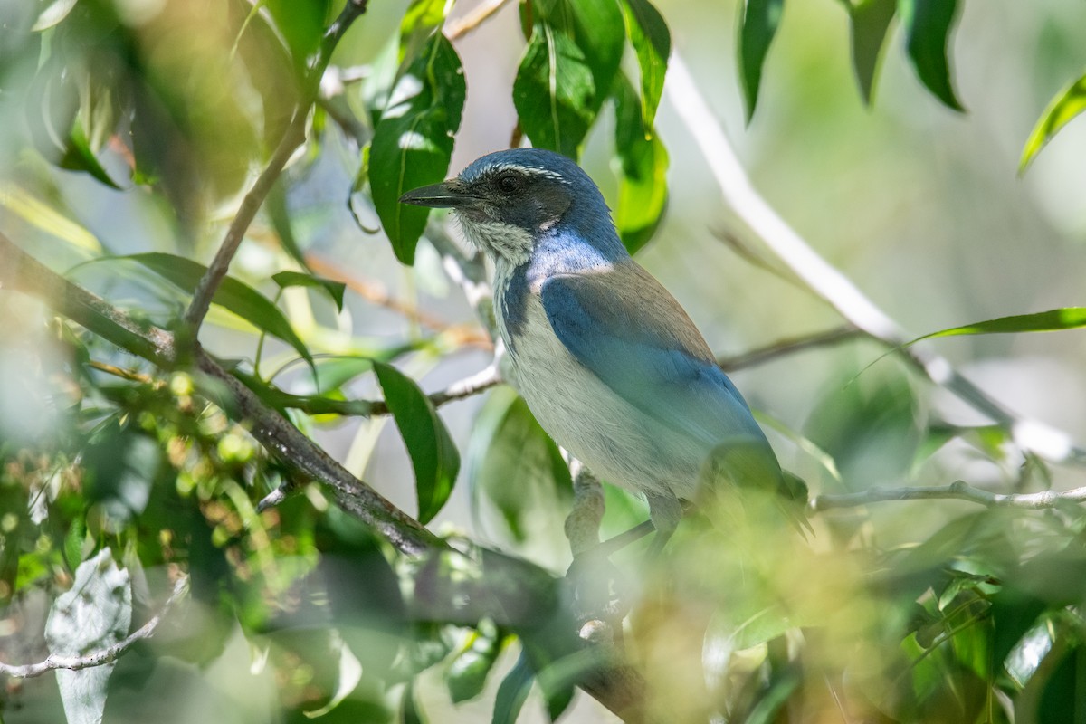 California Scrub-Jay - ML620213582