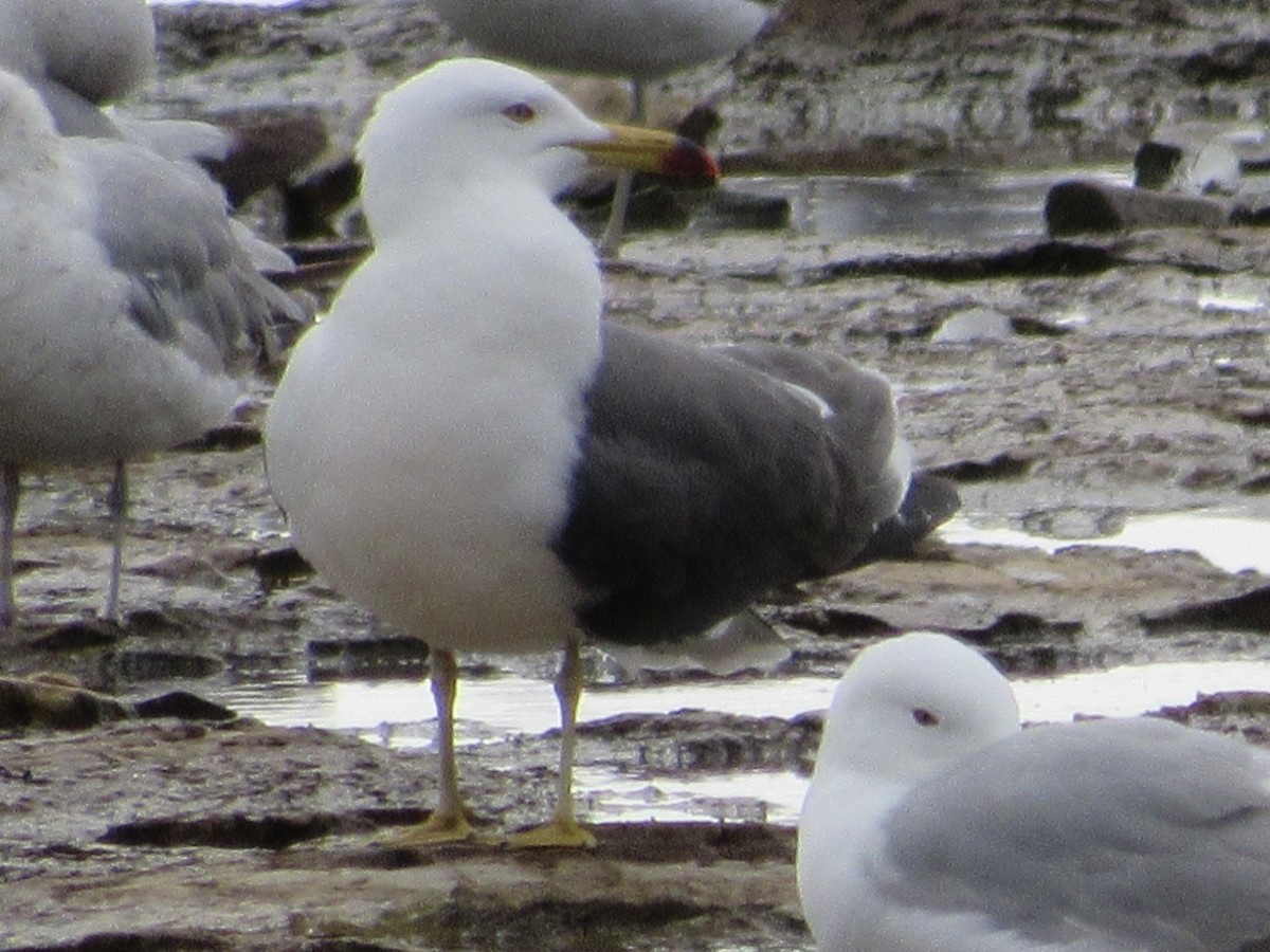 Black-tailed Gull - ML620213603