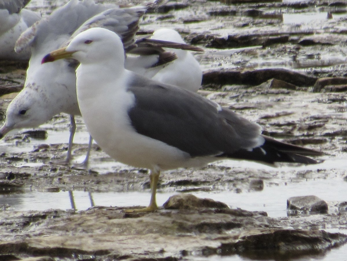 Black-tailed Gull - ML620213604