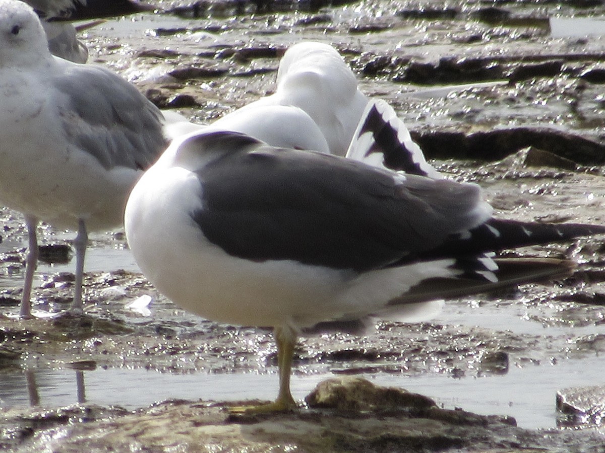 Black-tailed Gull - ML620213605