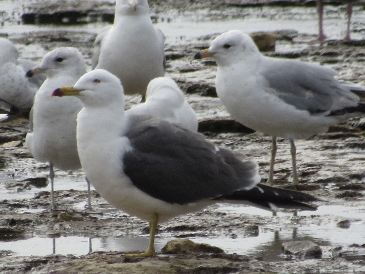 Black-tailed Gull - ML620213606