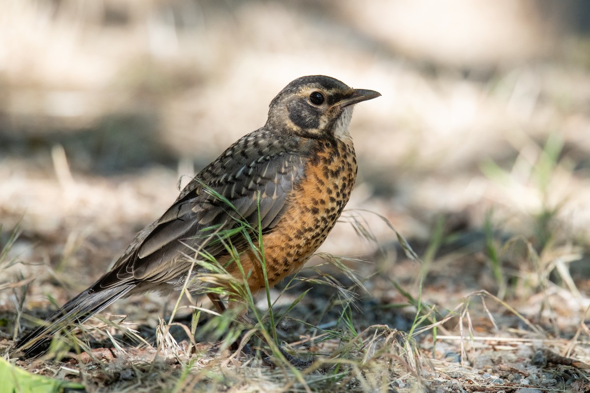 American Robin - ML620213608