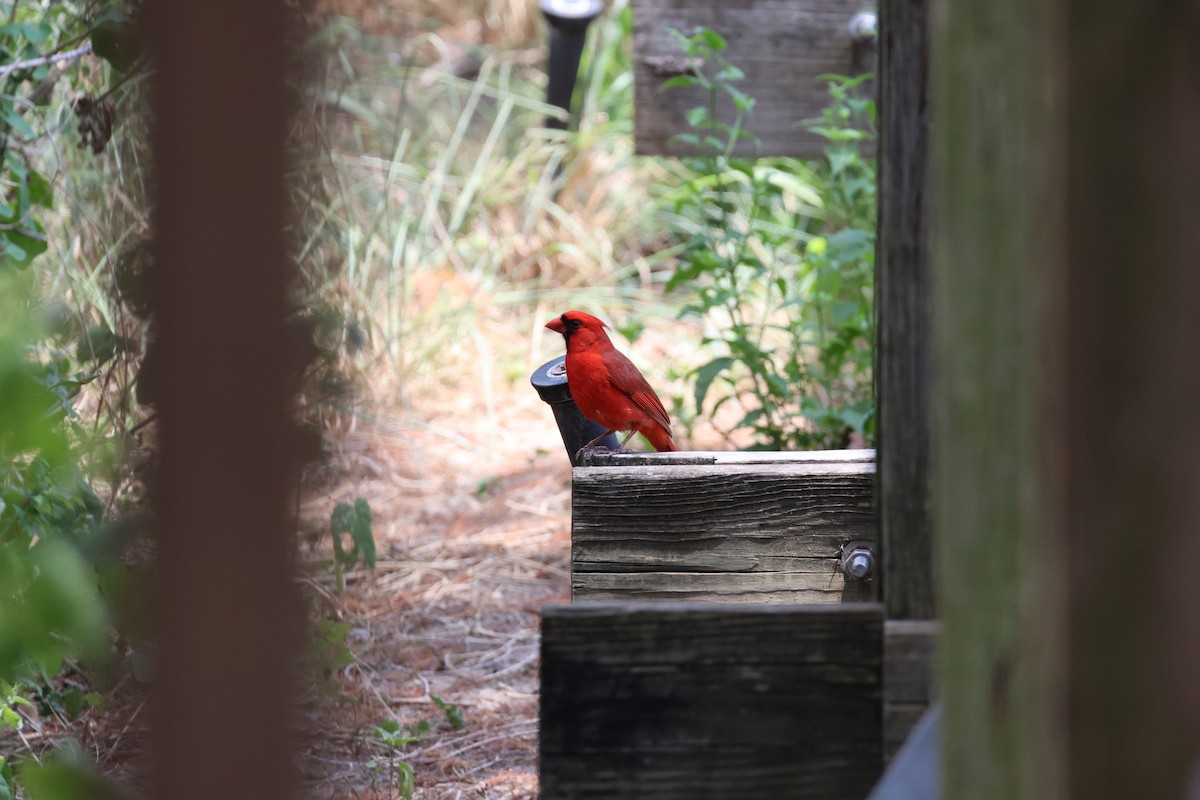 Cardinal rouge - ML620213612