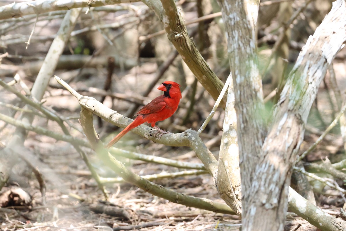 Cardinal rouge - ML620213613