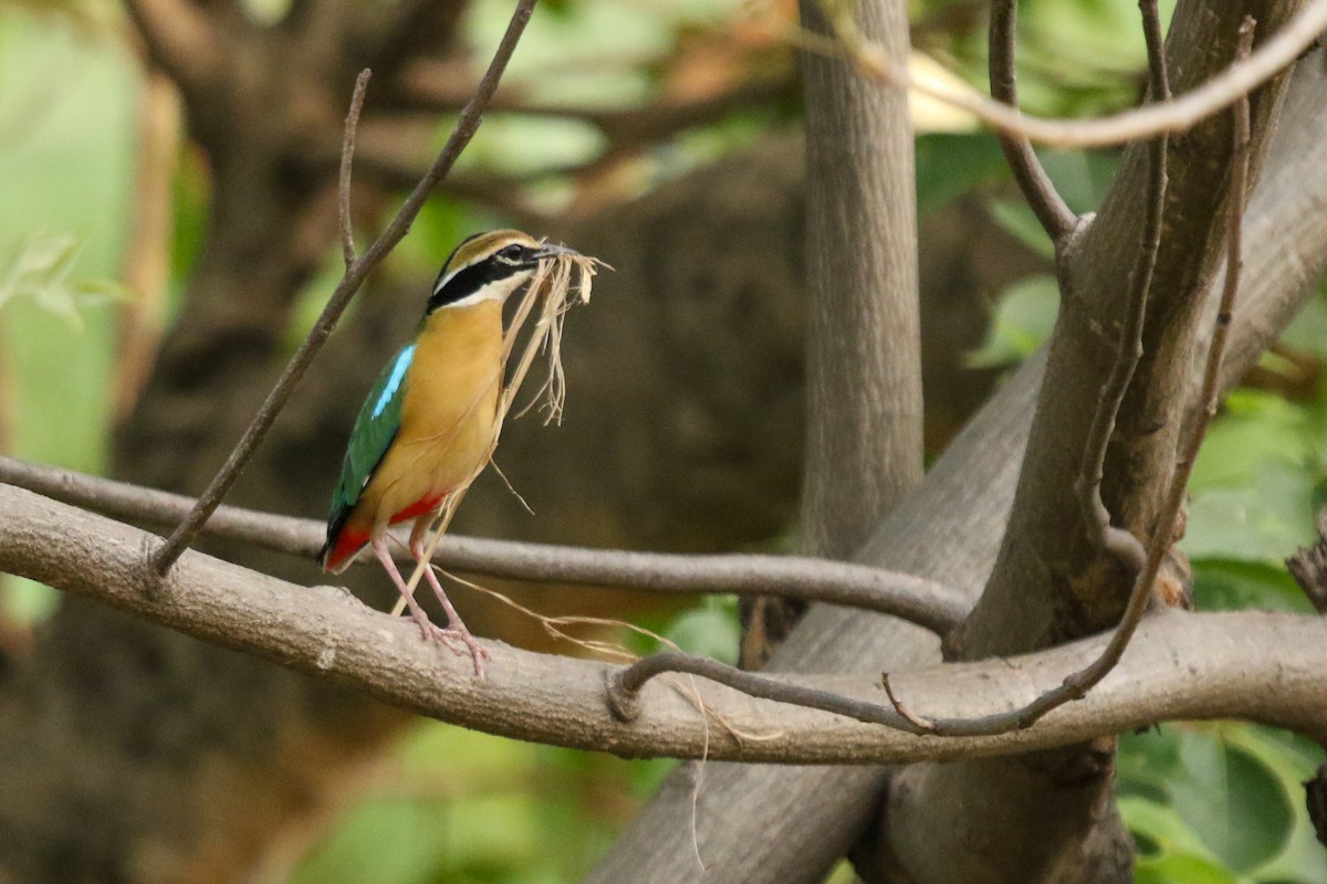 インドヤイロチョウ - ML620213622