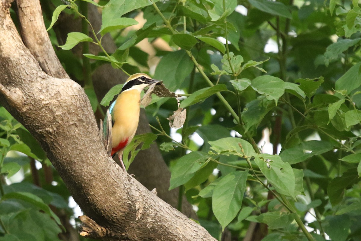 インドヤイロチョウ - ML620213623