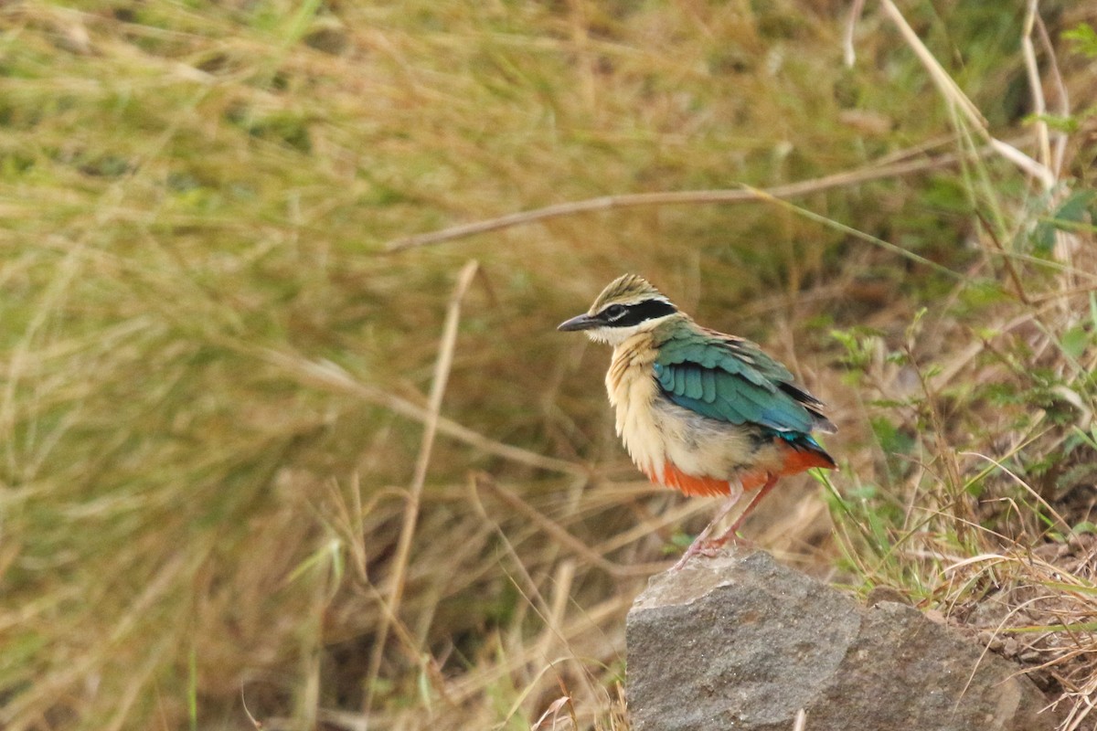 Indian Pitta - ML620213624