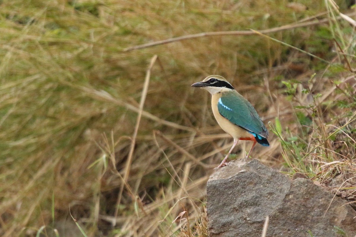 インドヤイロチョウ - ML620213626