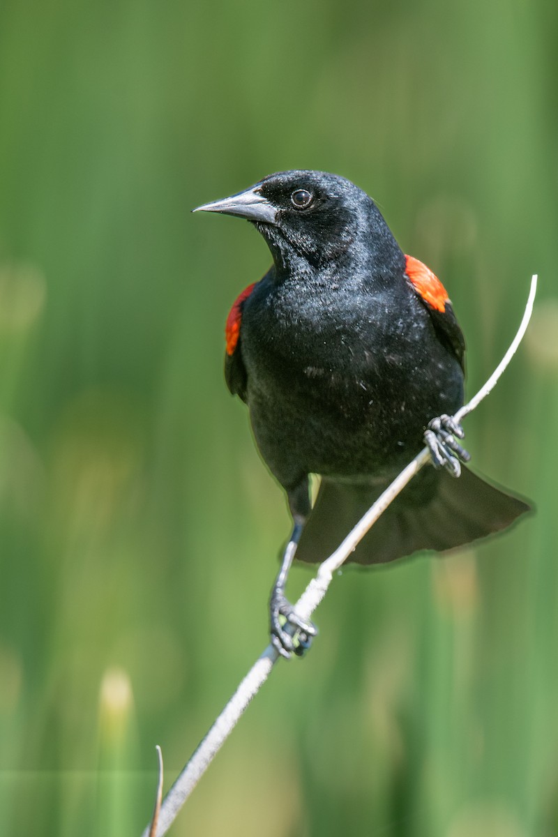 Red-winged Blackbird - ML620213631