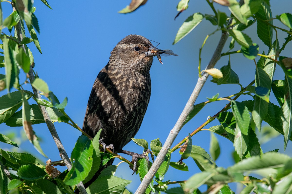 Red-winged Blackbird - ML620213632