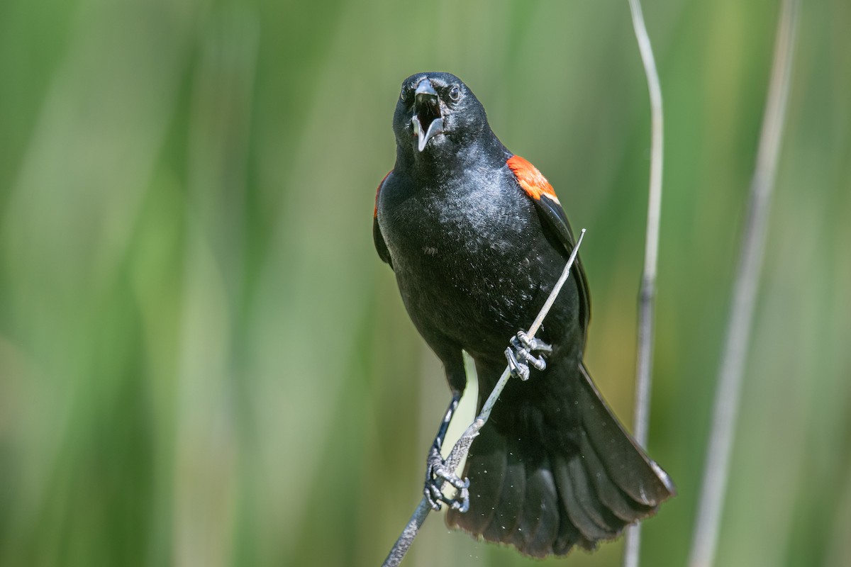 Red-winged Blackbird - ML620213634