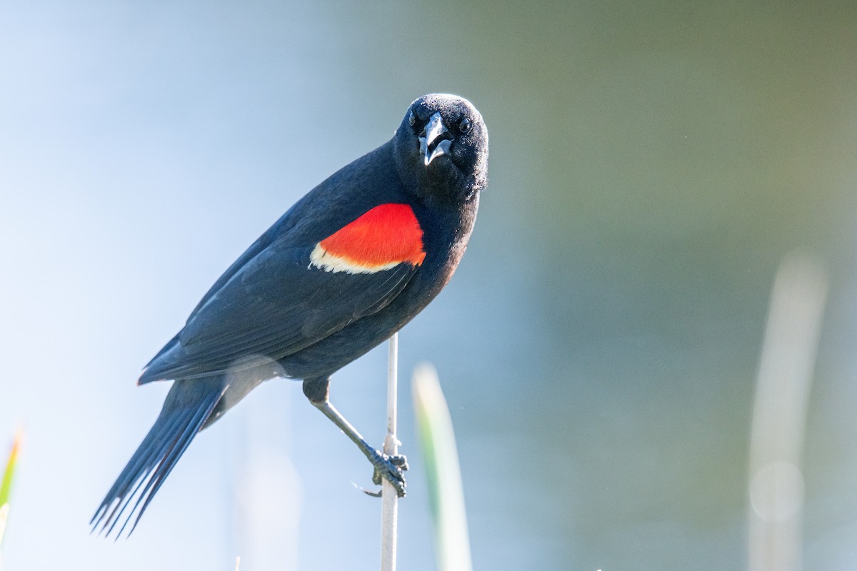 Red-winged Blackbird - ML620213635