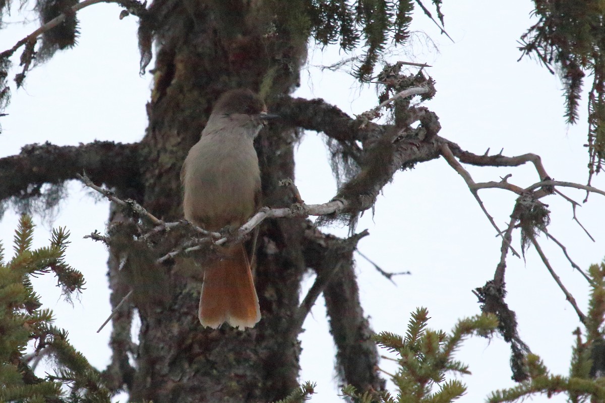 Siberian Jay - ML620213640