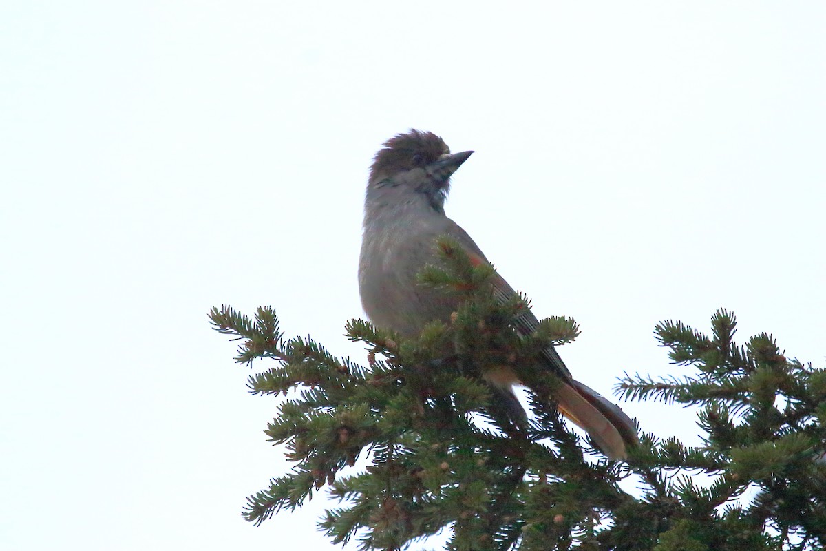 Siberian Jay - ML620213642