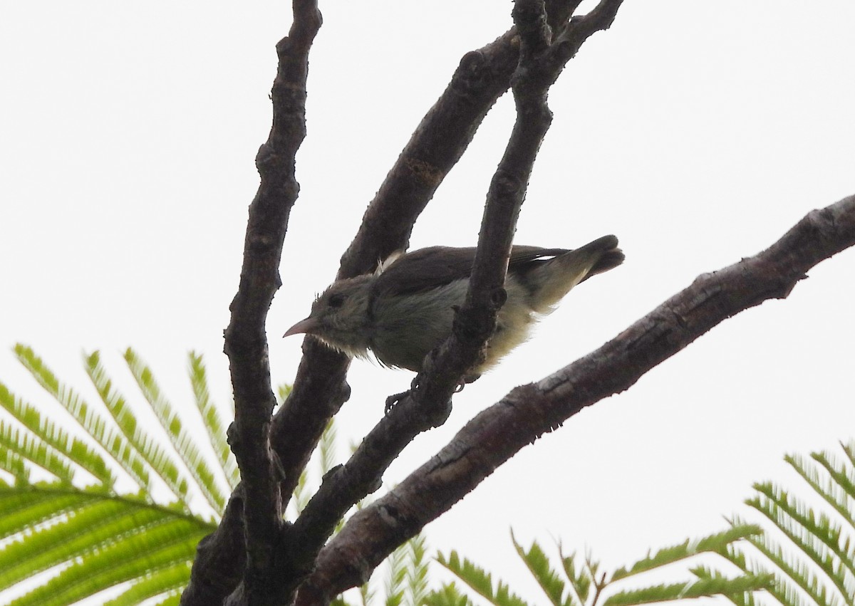 Pale-billed Flowerpecker - ML620213646