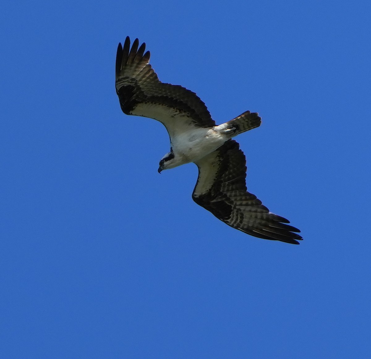 Águila Pescadora - ML620213649