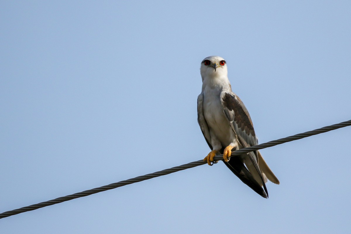 Black-winged Kite - ML620213650