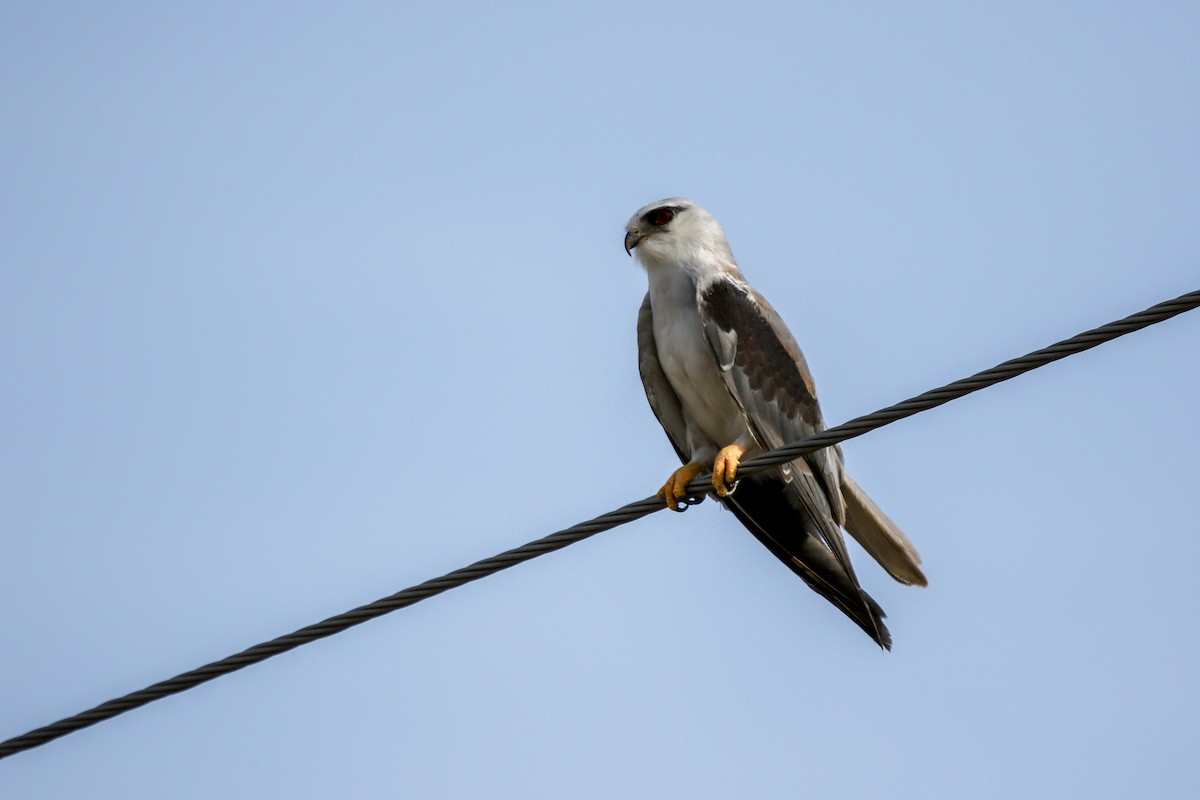 Black-winged Kite - ML620213655