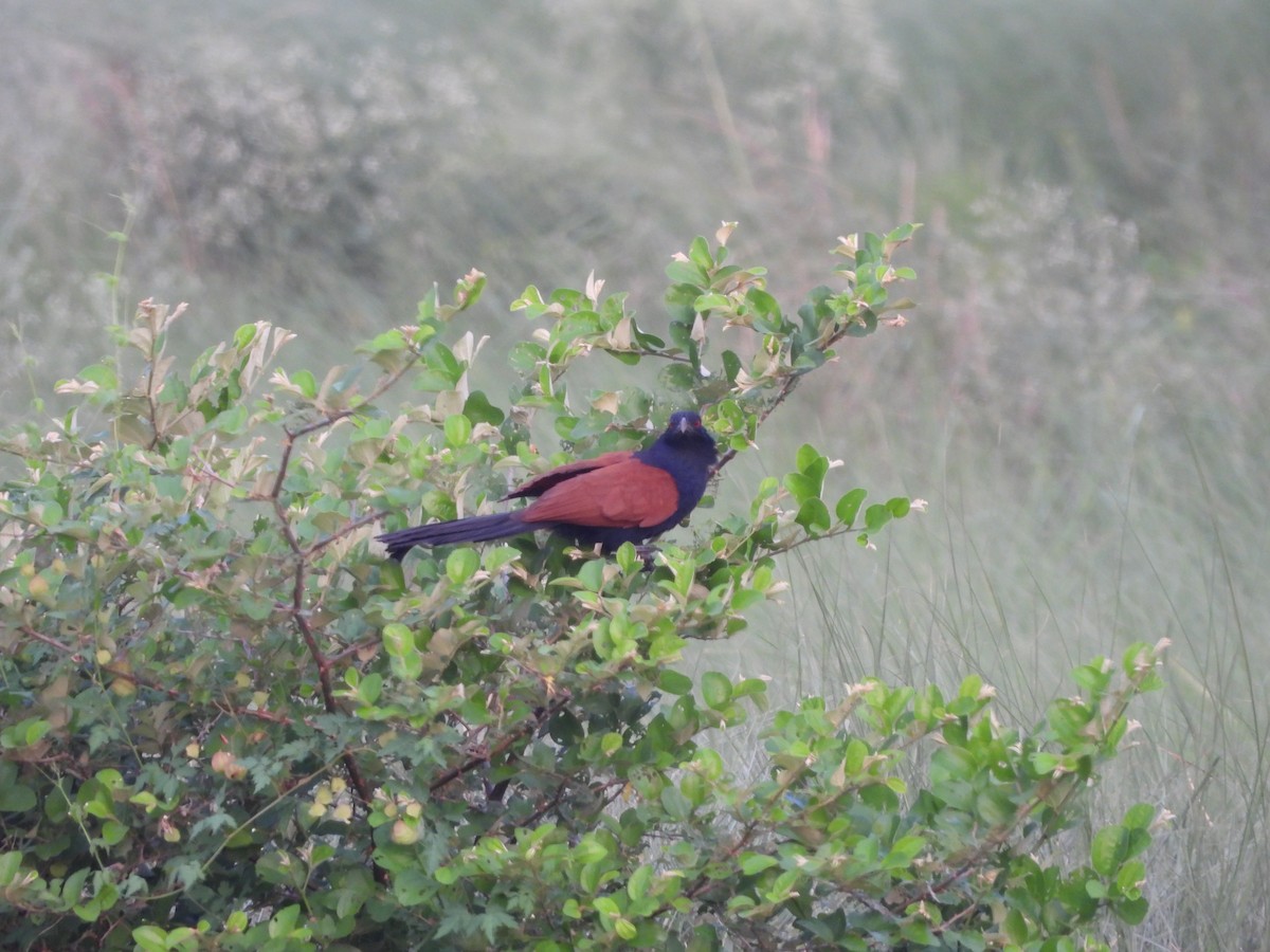Greater Coucal - ML620213660
