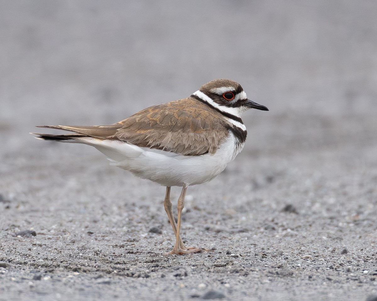 Killdeer - ML620213676