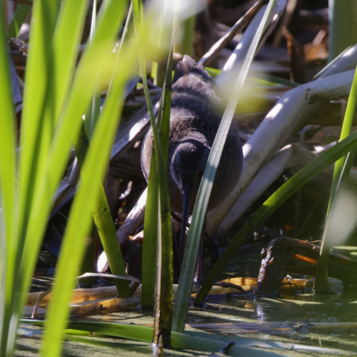 Virginia Rail - ML620213694