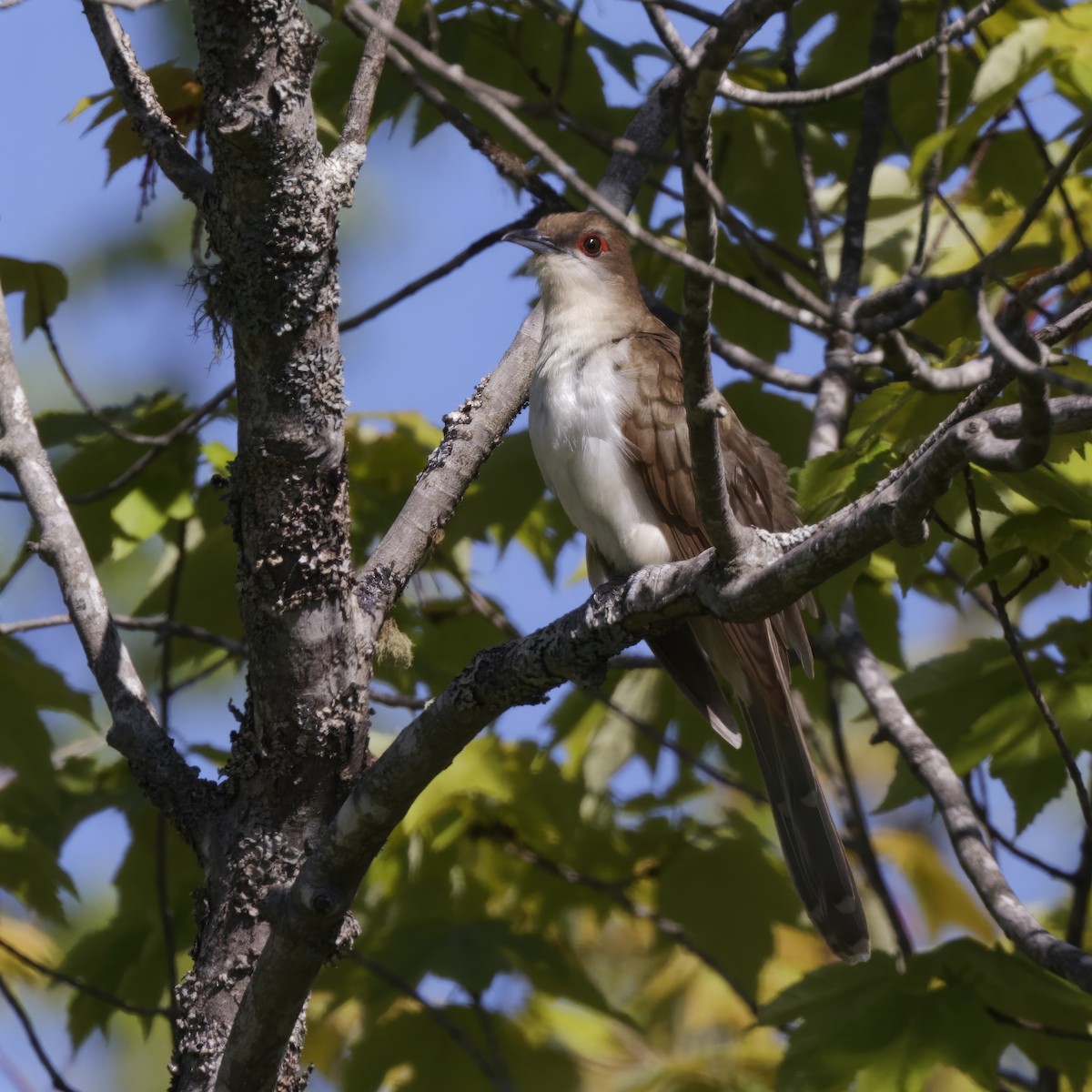 Black-billed Cuckoo - ML620213696