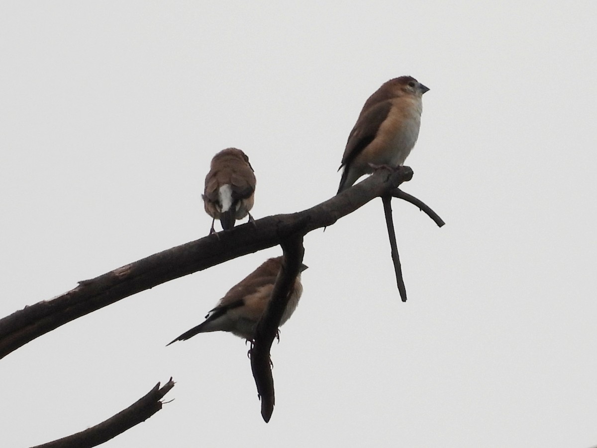 Indian Silverbill - ML620213705