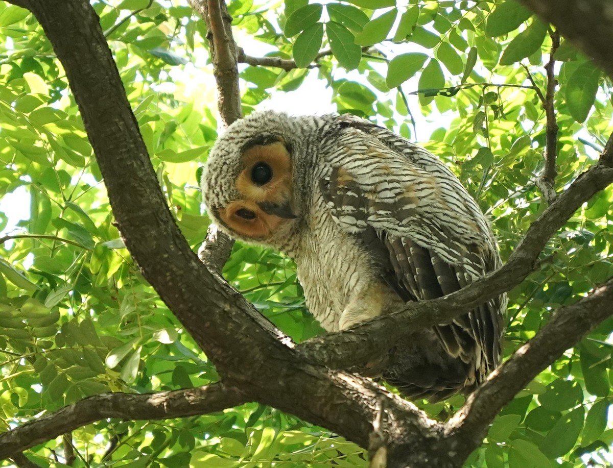 Spotted Wood-Owl - Keng Keok Neo