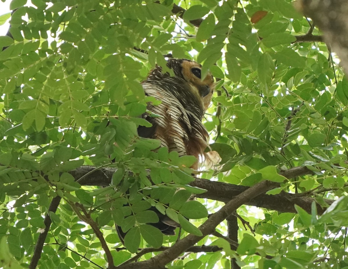 Spotted Wood-Owl - ML620213709