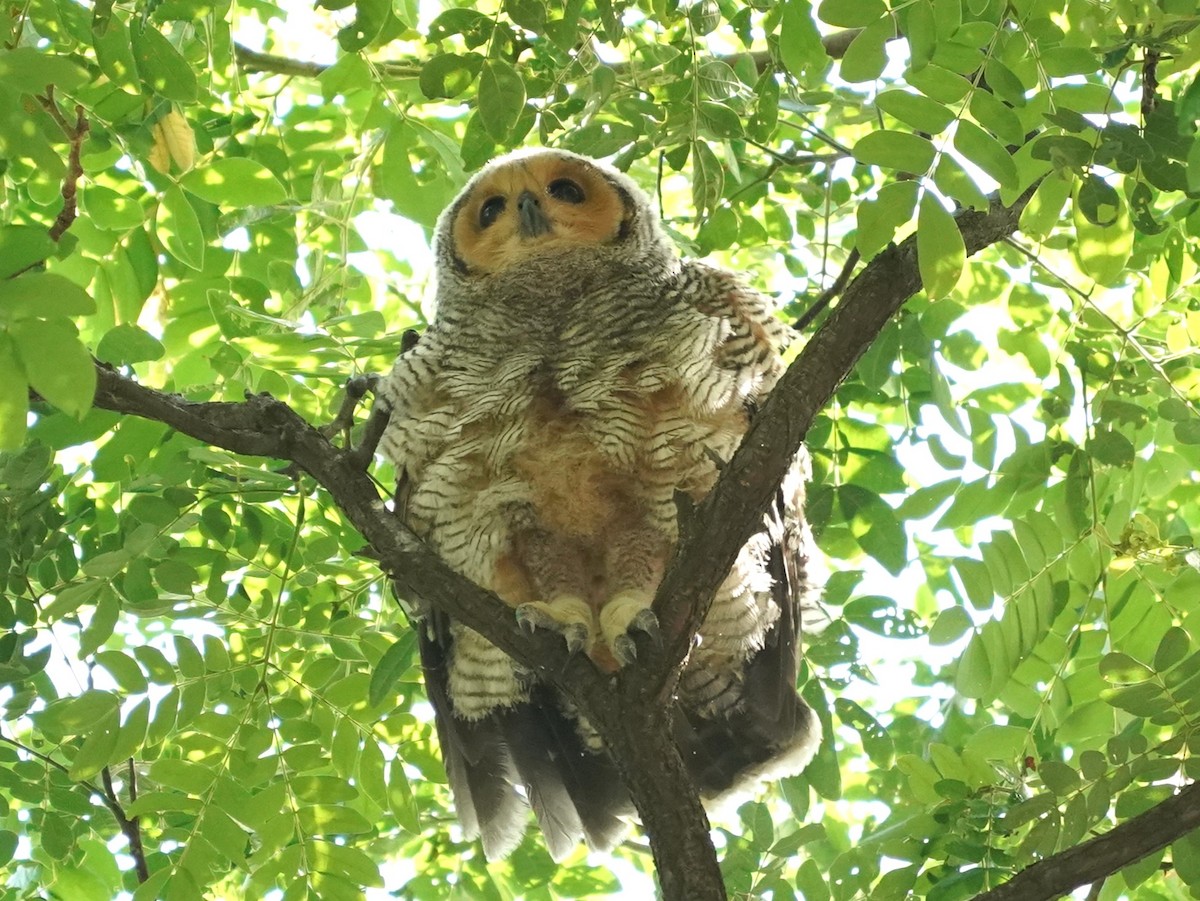 Spotted Wood-Owl - ML620213710