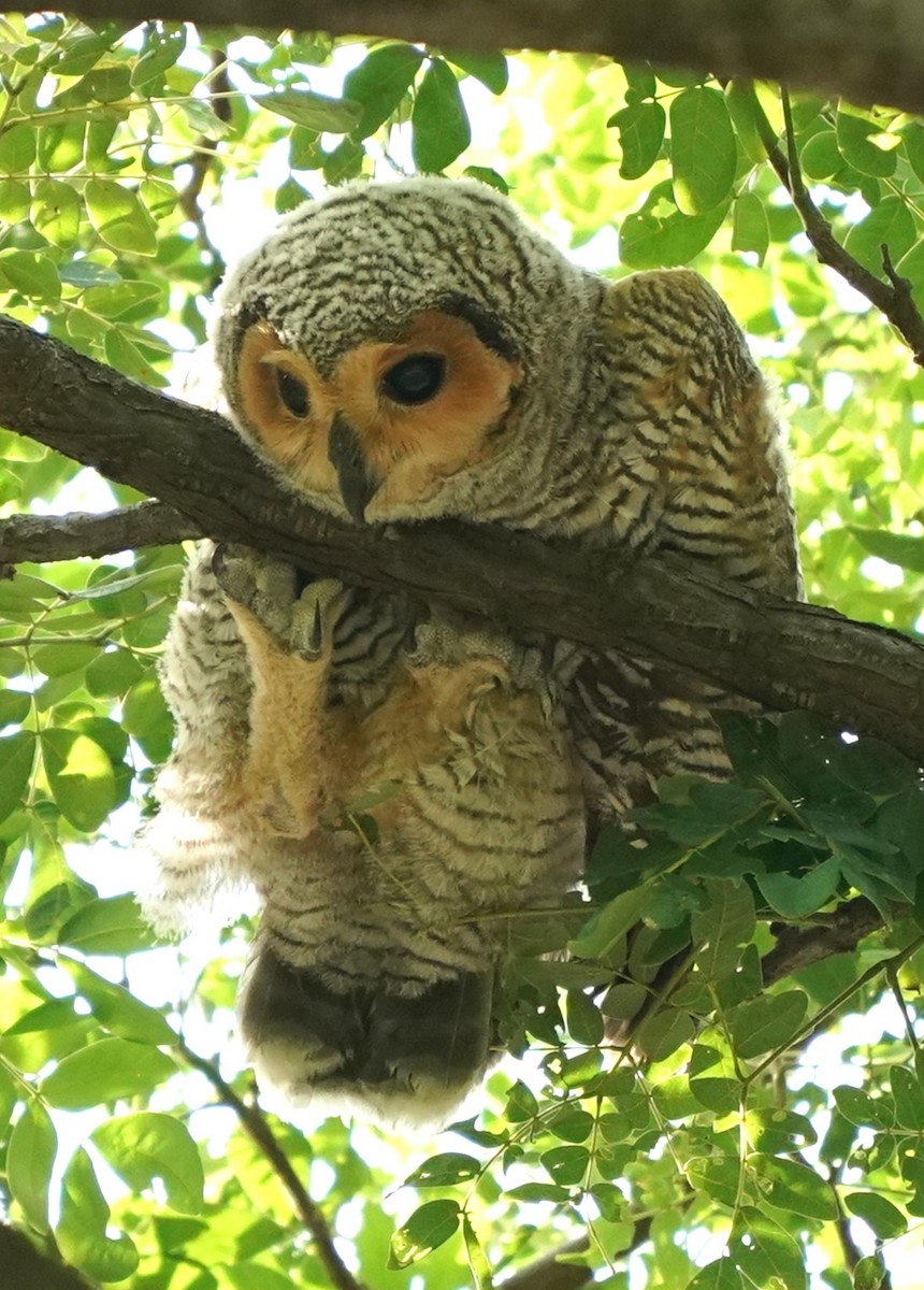 Spotted Wood-Owl - ML620213711