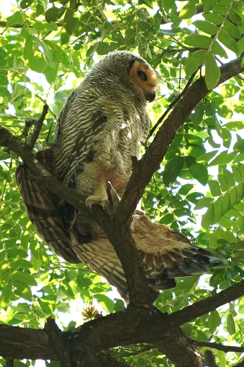 Spotted Wood-Owl - ML620213713