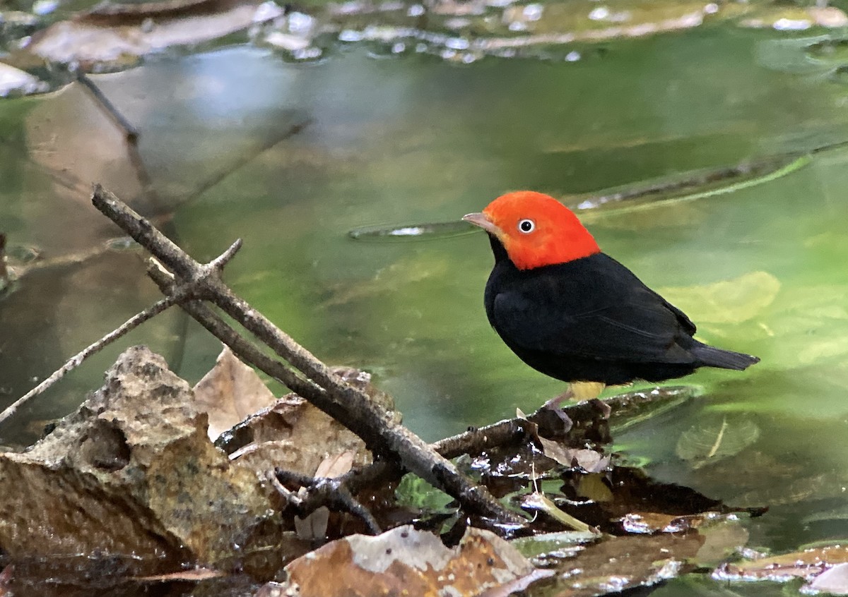 Red-capped Manakin - ML620213723