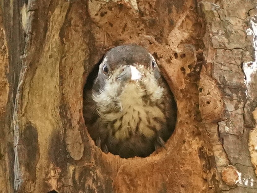Sunda Pygmy Woodpecker - ML620213737