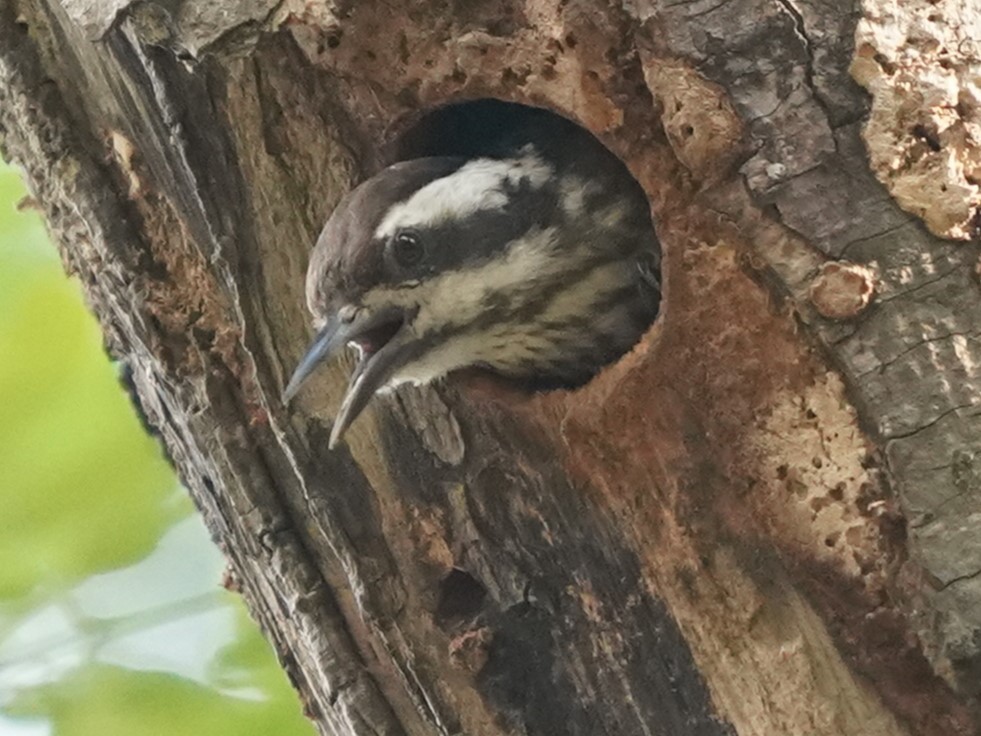 Sunda Pygmy Woodpecker - ML620213739