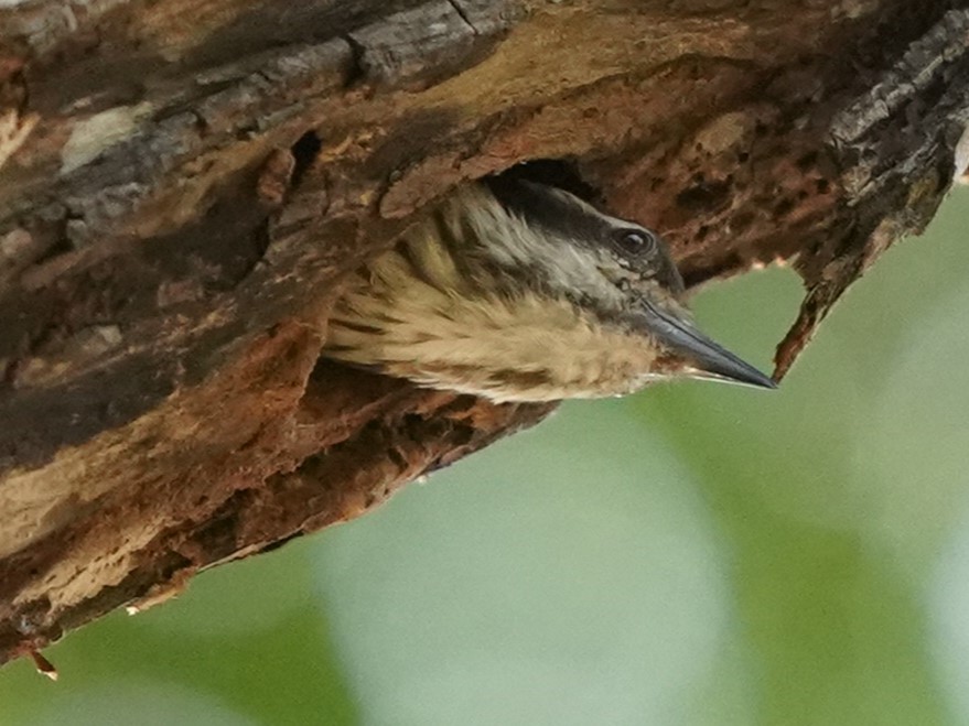 Sunda Pygmy Woodpecker - ML620213740