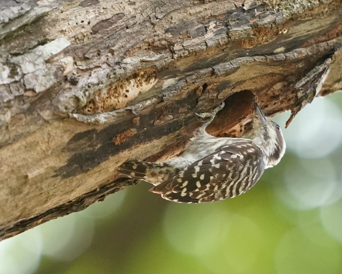 Sunda Pygmy Woodpecker - ML620213741