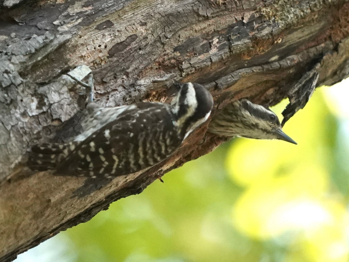 Sunda Pygmy Woodpecker - ML620213742