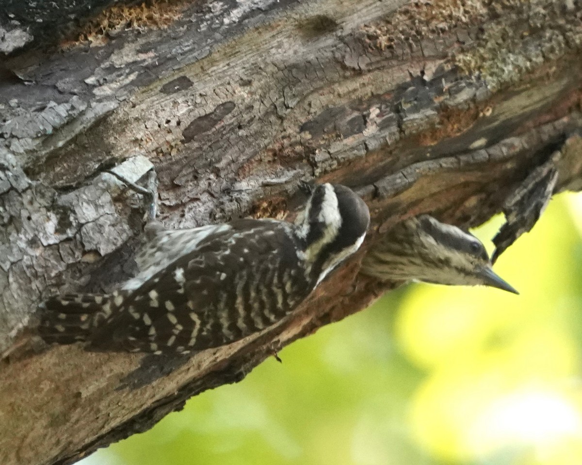 Sunda Pygmy Woodpecker - ML620213743