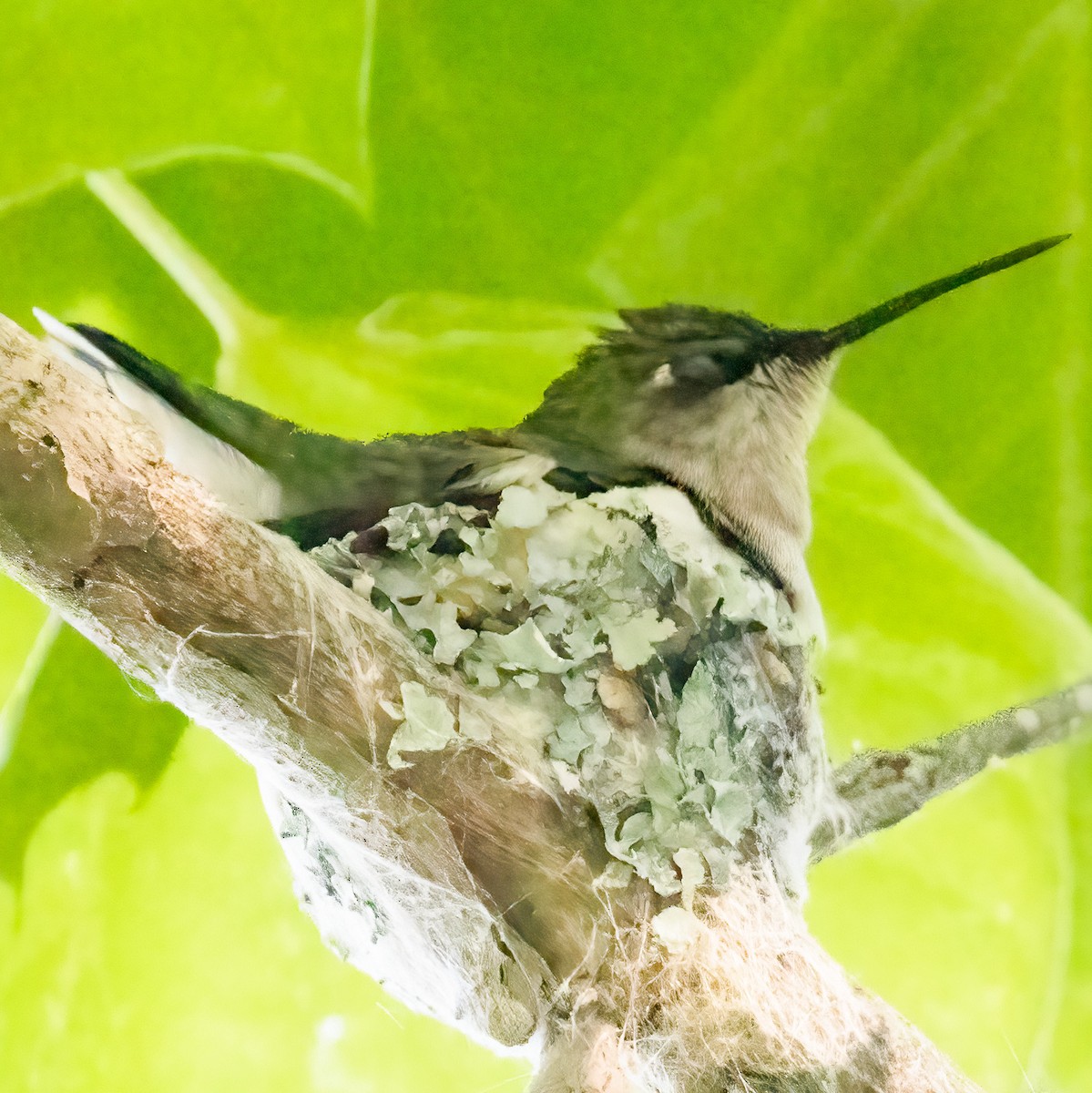 Ruby-throated Hummingbird - ML620213746