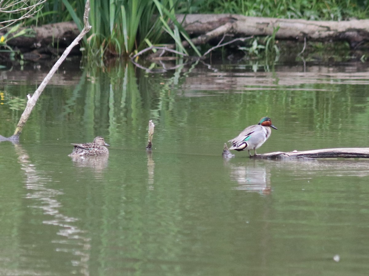 čírka obecná (ssp. carolinensis) - ML620213749